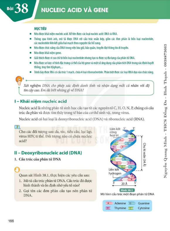 Bài 38. Nucleic acid và gene