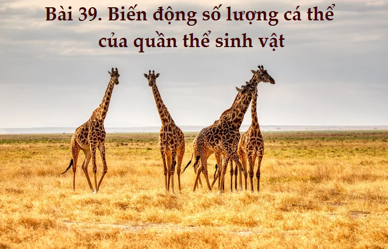 Bài 39. Biến động số lượng cá thể của quần thể sinh vật
