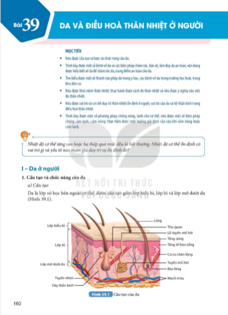 Bài 39 : Da và điều hoà thân nhiệt ở người