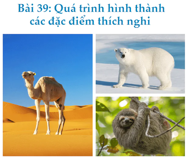 Bài 39: Quá trình hình thành các đặc điểm thích nghi