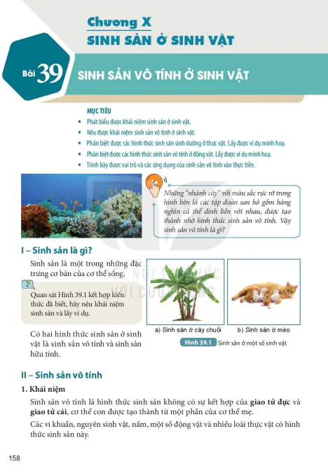Bài 39: SINH SẢN VÔ TÍNH Ở SINH VẬT