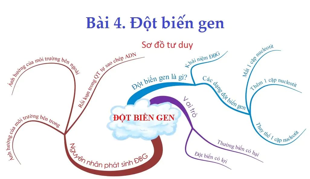 Bài 4. Đột biến gen