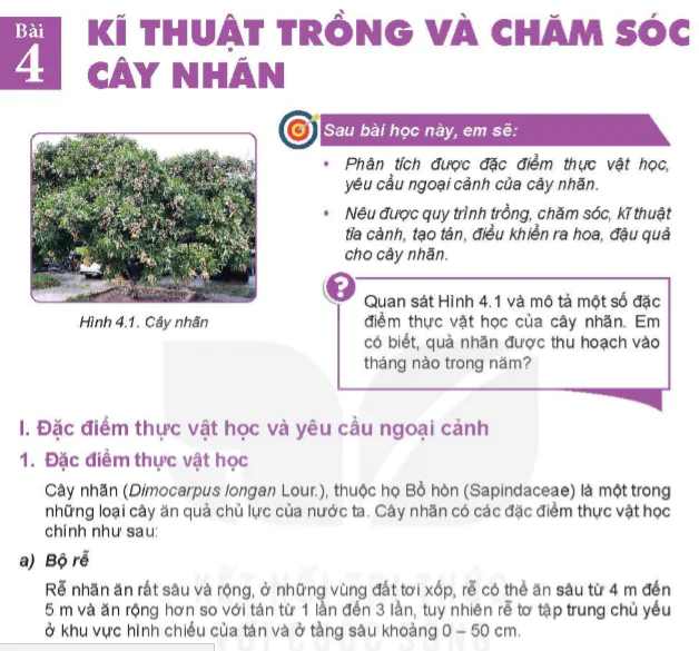 Bài 4: Kĩ thuật trồng và chăm sóc cây nhãn