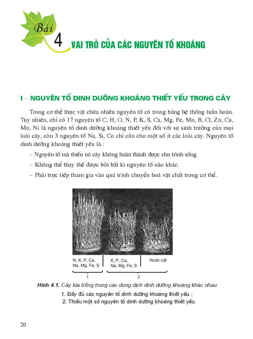 Bài 4: Vai Trò Của Các Nguyên Tố Khoáng