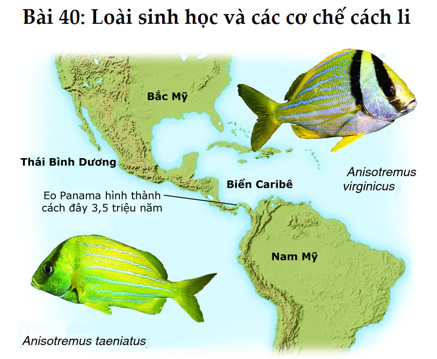 Bài 40: Loài sinh học và các cơ chế cách li