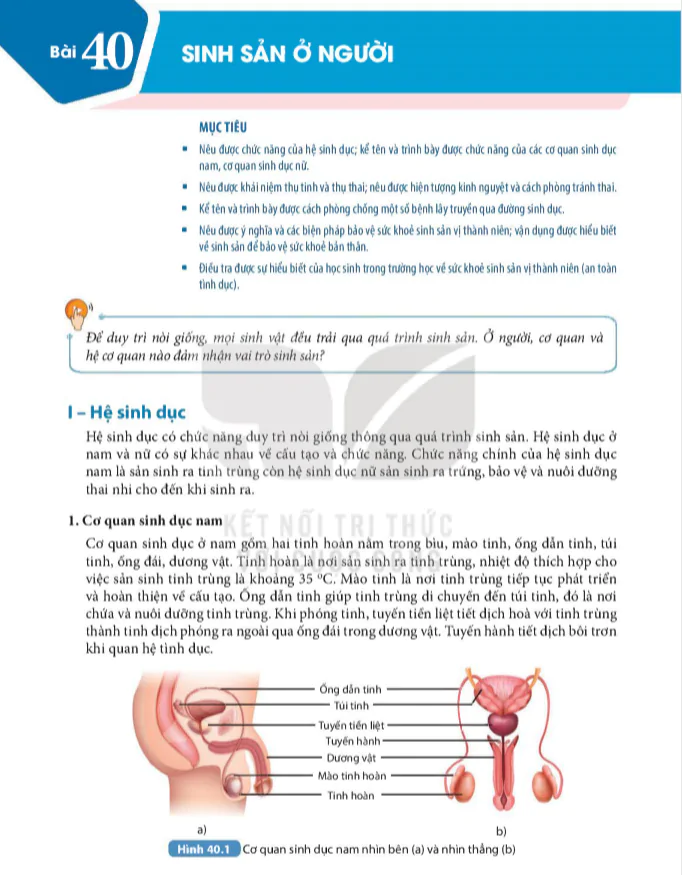 Bài 40 : Sinh sản ở người