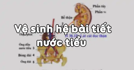 Bài 40. VỆ SINH HỆ BÀI TIẾT NƯỚC TIỂU