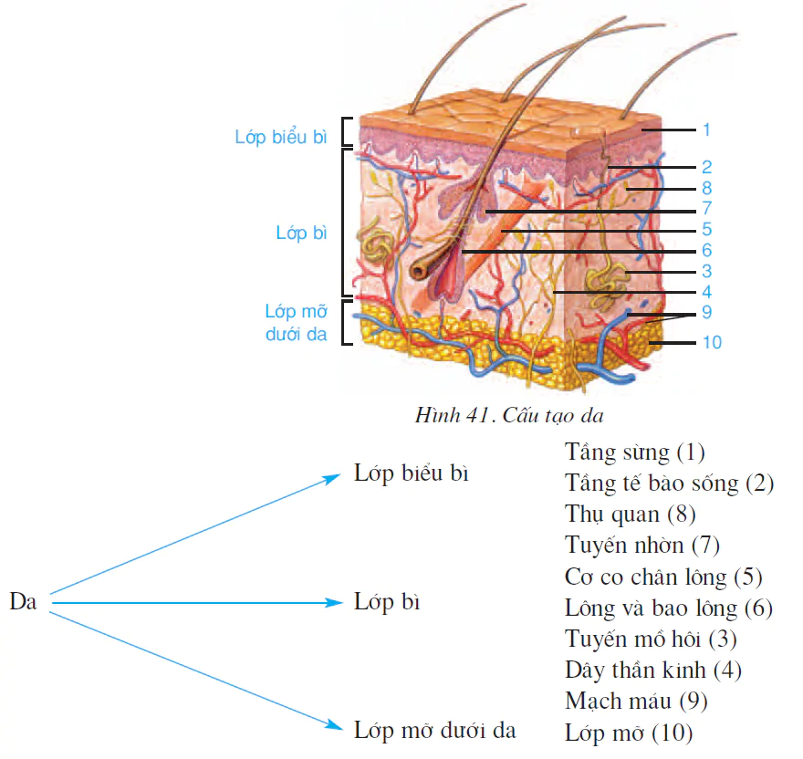 Bài 41. CẤU TẠO VÀ CHỨC NĂNG CỦA DA