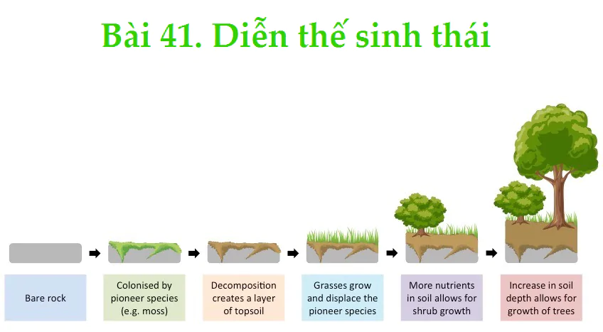 Bài 41: Diễn thế sinh thái