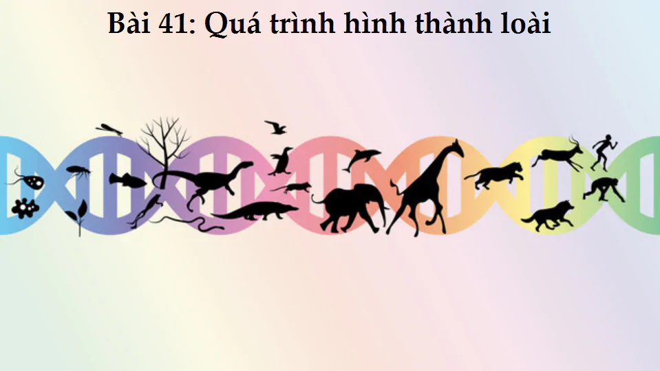 Bài 41: Quá trình hình thành loài
