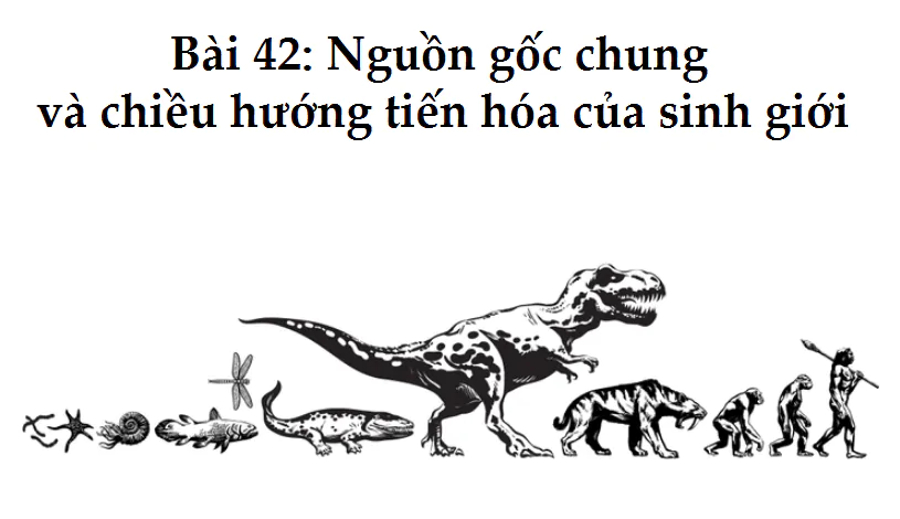 Bài 42: Nguồn gốc chung và chiều hướng tiến hóa của sinh giới