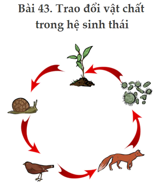 Bài 43. Trao đổi vật chất trong hệ sinh thái