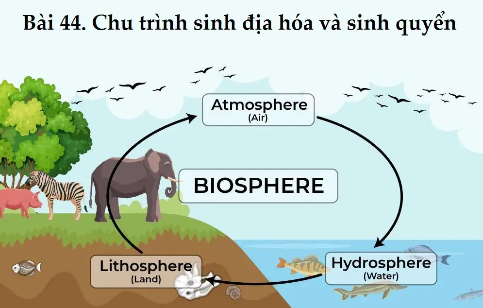 Bài 44. Chu trình sinh địa hóa và sinh quyển