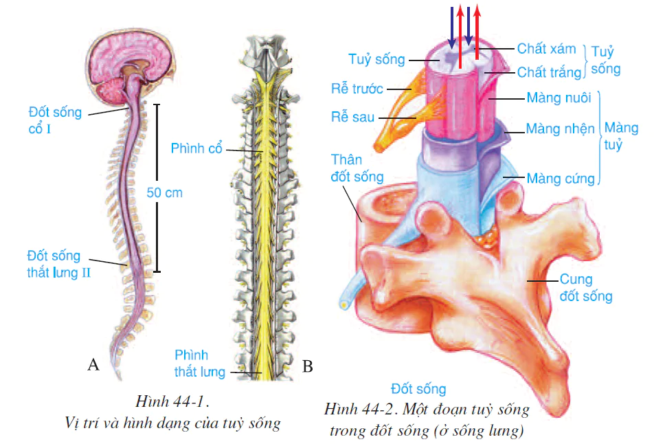 Bài 44. THỰC HÀNH: TÌM HIỂU CHỨC NĂNG (LIÊN QUAN ĐẾN CẤU TẠO) CỦA TUỶ SỐNG