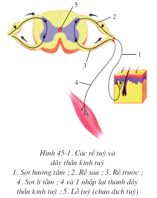 Bài 45. DÂY THẦN KINH TỦY
