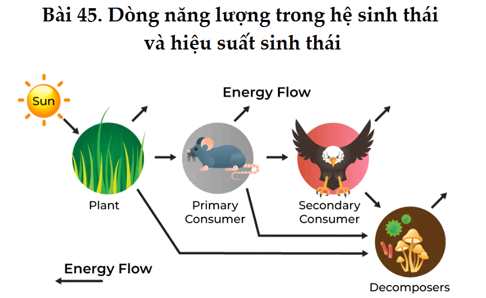 Bài 45. Dòng năng lượng trong hệ sinh thái và hiệu suất sinh thái