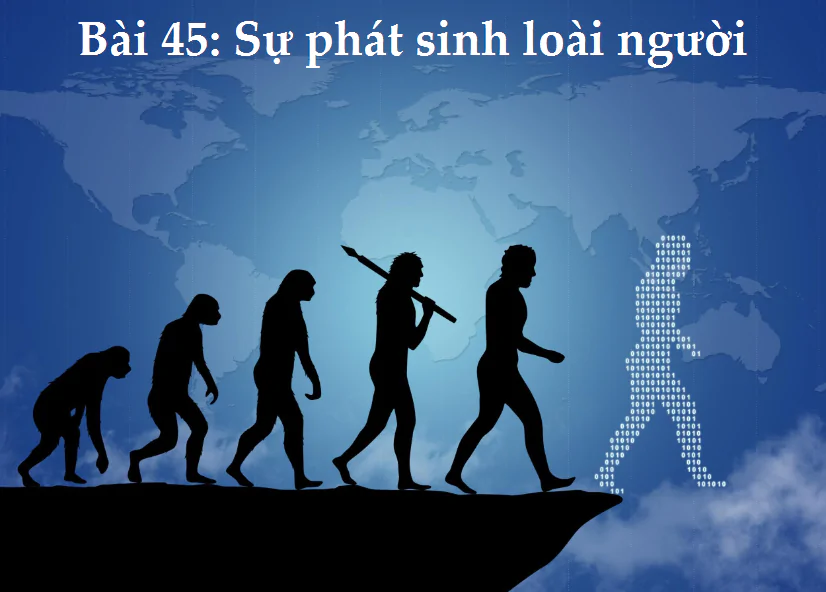 Bài 45: Sự phát sinh loài người