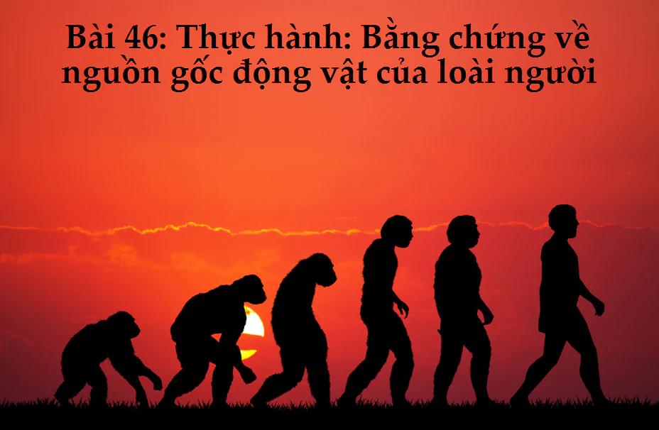 Bài 46: Thực hành: Bằng chứng về nguồn gốc động vật của loài người