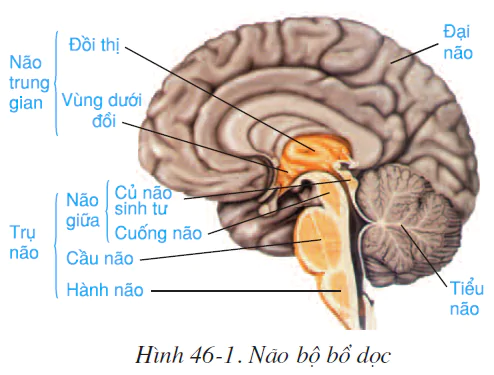 Bài 46. TRỤ NÃO, TIỂU NÃO, NÃO TRUNG GIAN