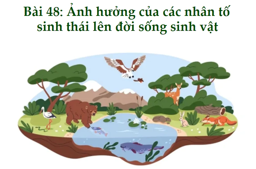 Bài 48: Ảnh hưởng của các nhân tố sinh thái lên đời sống sinh vật