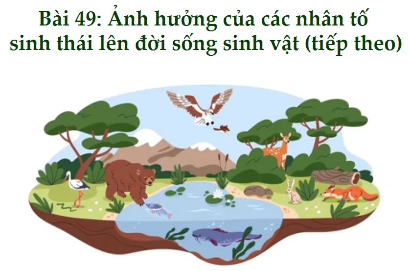 Bài 49: Ảnh hưởng của các nhân tố sinh thái lên đời sống sinh vật (tiếp theo)