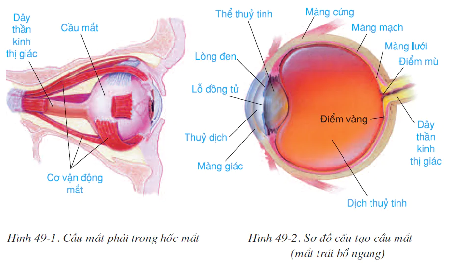 Bài 49. CƠ QUAN PHÂN TÍCH THỊ GIÁC