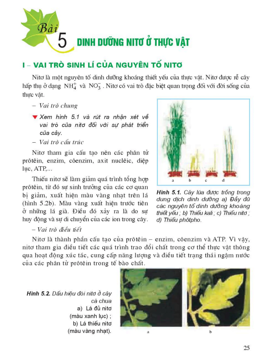 Bài 5: Dinh Dưỡng Nito Ở Thực Vật