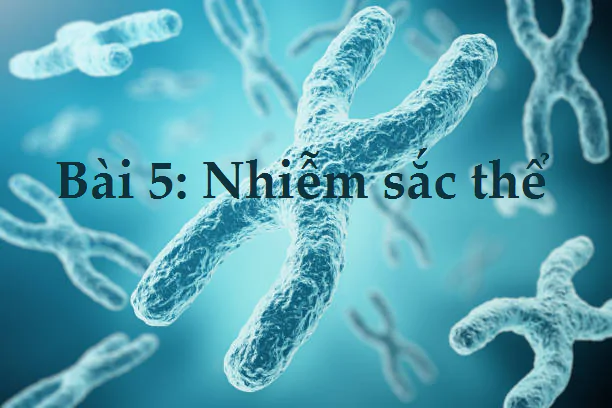 Bài 5: Nhiễm sắc thể