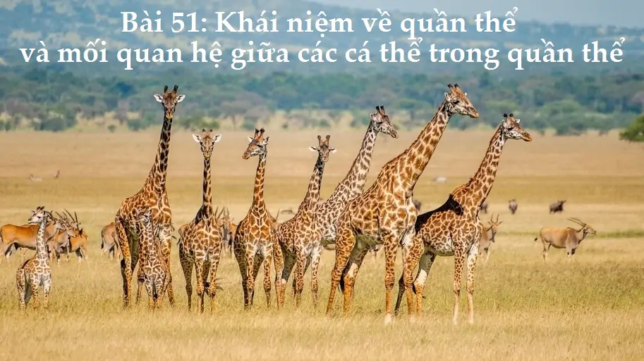 Bài 51: Khái niệm về quần thể và mối quan hệ giữa các cá thể trong quần thể