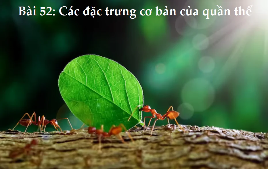 Bài 52: Các đặc trưng cơ bản của quần thể
