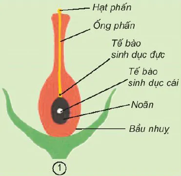 Bài 52. Sự sinh sản của thực vật có hoa