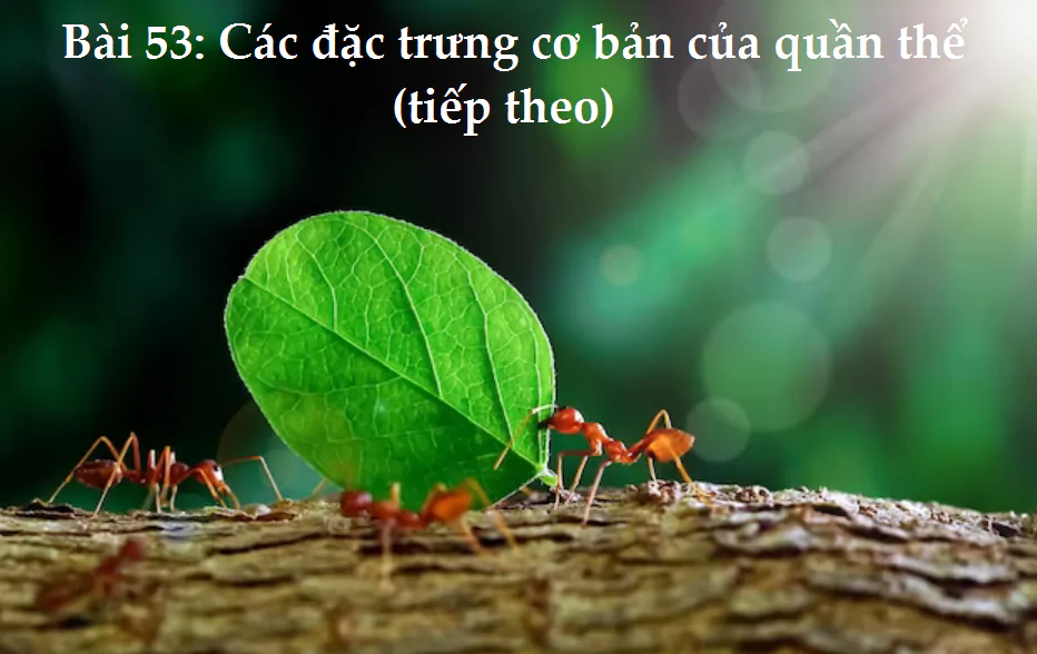 Bài 53: Các đặc trưng cơ bản của quần thể (tiếp theo)