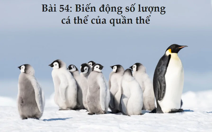 Bài 54: Biến động số lượng cá thể của quần thể