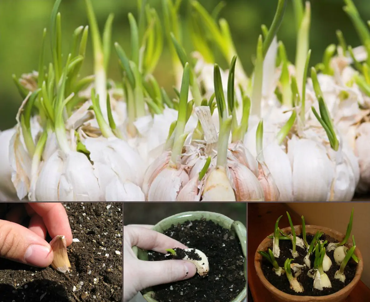Bài 54. Cây con có thể mọc lên từ một số bộ phận của cây mẹ