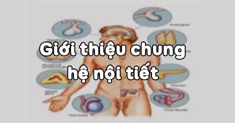 Bài 55. GIỚI THIỆU CHUNG HỆ NỘI TIẾT