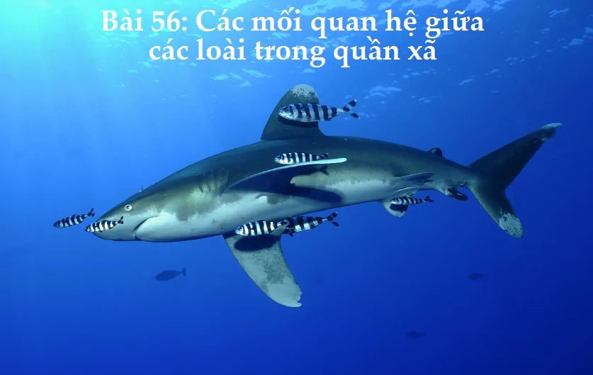 Bài 56: Các mối quan hệ giữa các loài trong quần xã