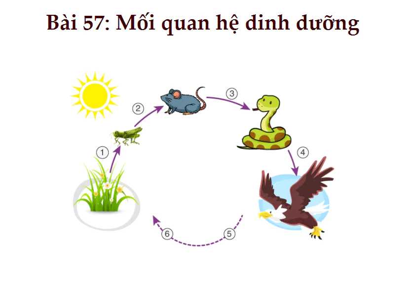Bài 57: Mối quan hệ dinh dưỡng
