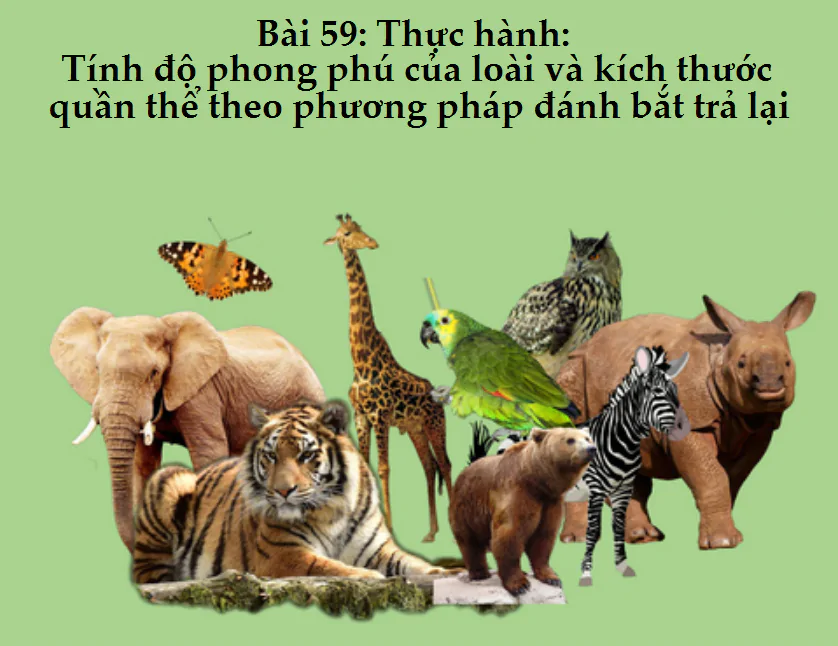 Bài 59: Thực hành: Tính độ phong phú của loài và kích thước quần thể theo phương pháp đánh bắt trả lại