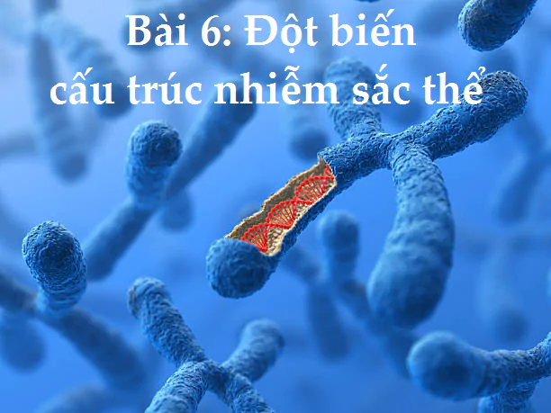 Bài 6: Đột biến cấu trúc nhiễm sắc thể