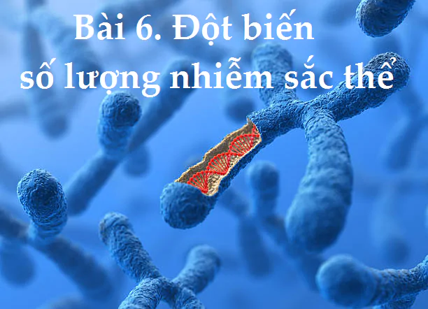 Bài 6. Đột biến số lượng nhiễm sắc thể