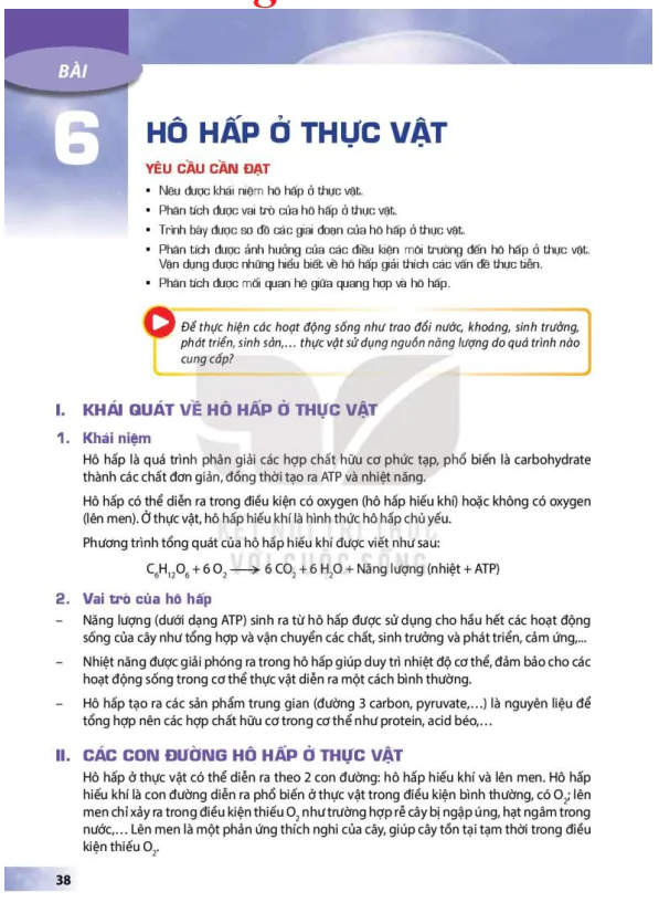 BÀI 6: HÔ HẤP Ở THỰC VẬT