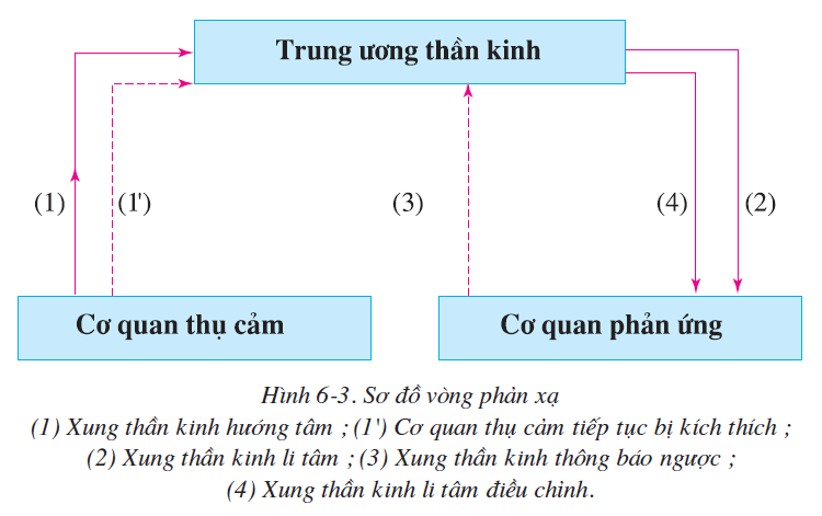 Bài 6. PHẢN XẠ