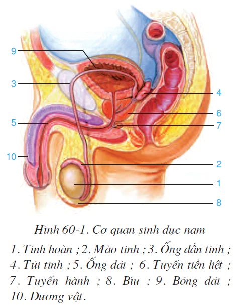 Bài 60. CƠ QUAN SINH DỤC NAM