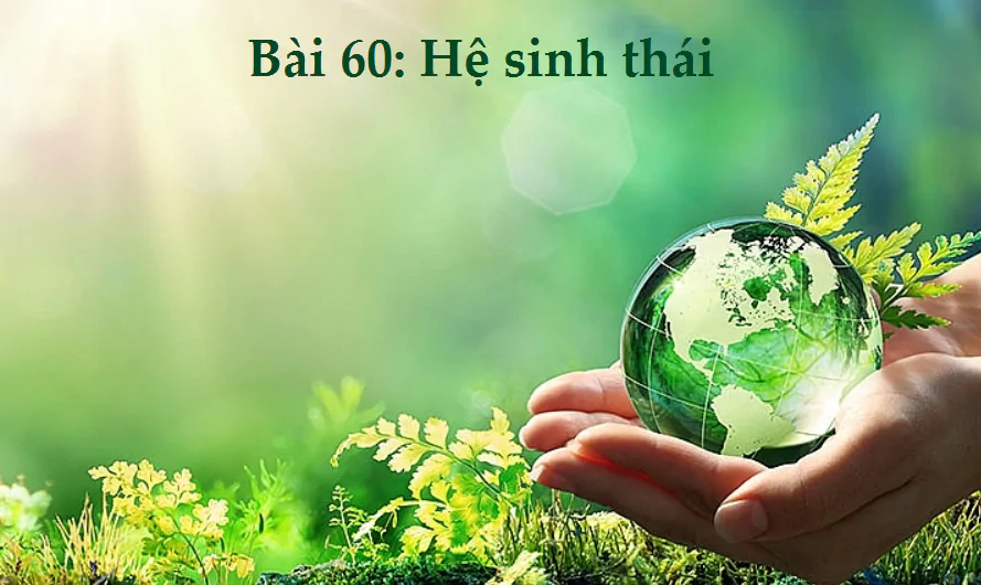 Bài 60: Hệ sinh thái