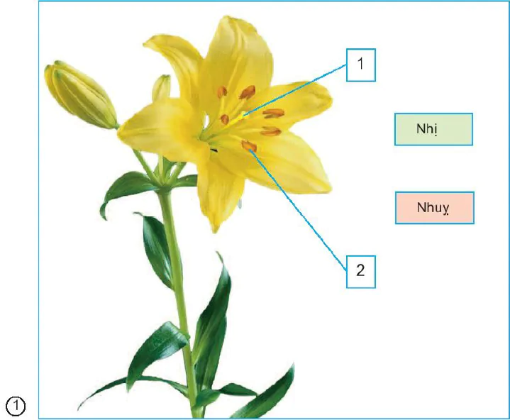 Bài 61. Ôn tập: Thực vật và động vật