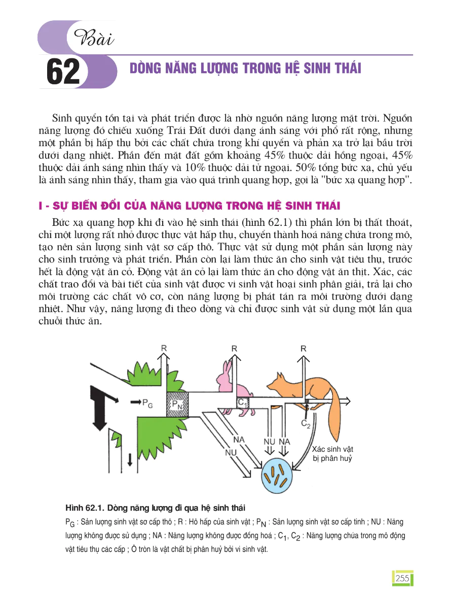 Bài 62: Dòng Năng Lượng Trong Hệ Sinh Thái