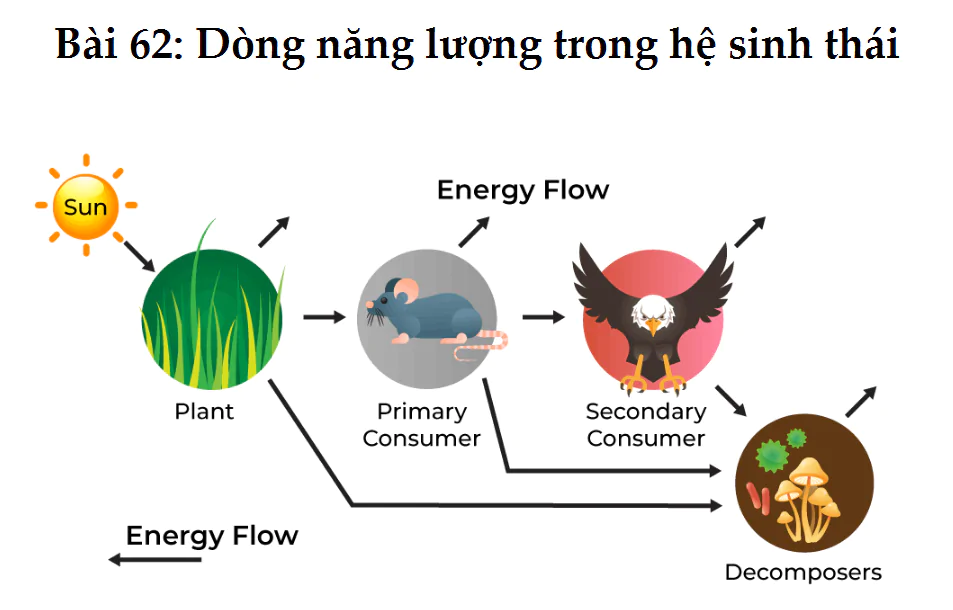 Bài 62: Dòng năng lượng trong hệ sinh thái