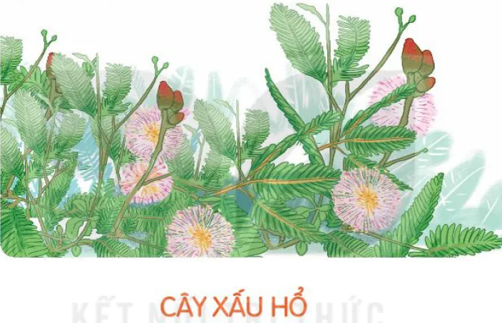 Bài 7: CÂY XẤU HỔ