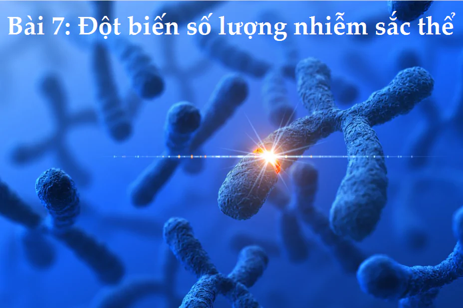 Bài 7: Đột biến số lượng nhiễm sắc thể