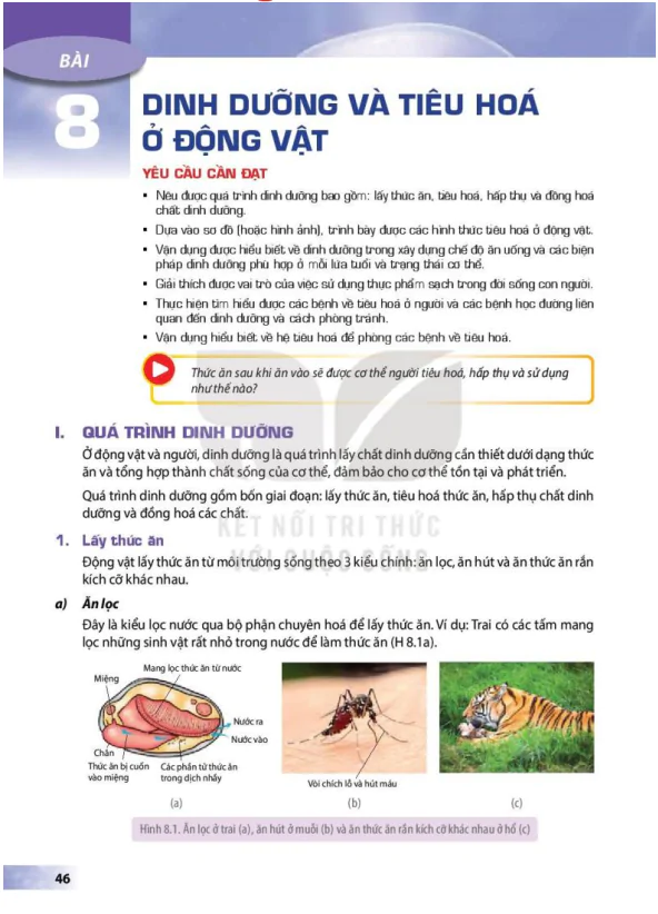 BÀI 8: DINH DƯỠNG VÀ TIÊU HÓA Ở DỘNG VẬT